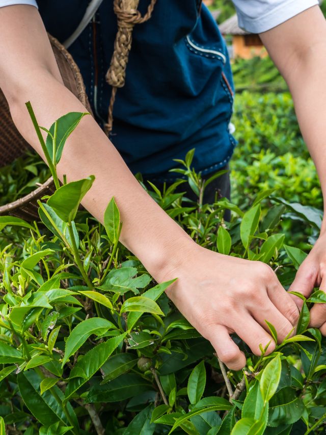 AGRICULTURE EDUCATION SERVICES AND TECHNOLOGY visual data 2